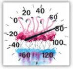 TAYLOR PRECISION PRODUCTS Flamingo Thermometer, Square HOUSEWARES TAYLOR PRECISION PRODUCTS